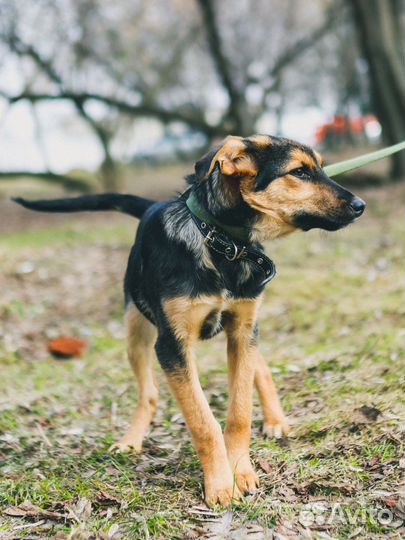 Маленький щенок из приюта в добрые руки
