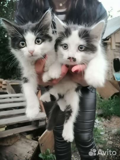 Котята в добрые ручки