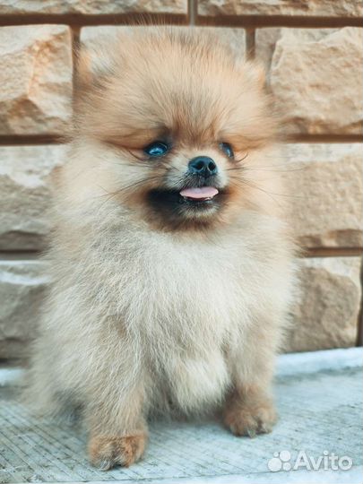 Померанский шпиц медвежьего типа