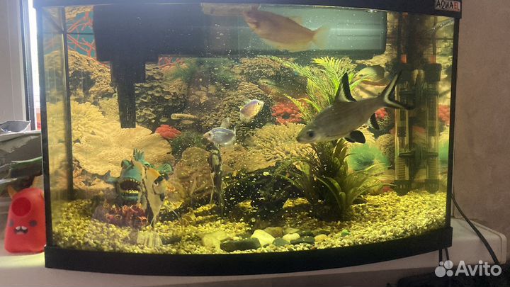 Аквариум