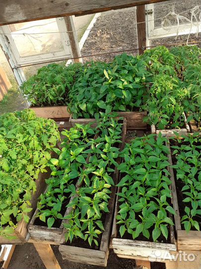 Рассада помидор и перцев