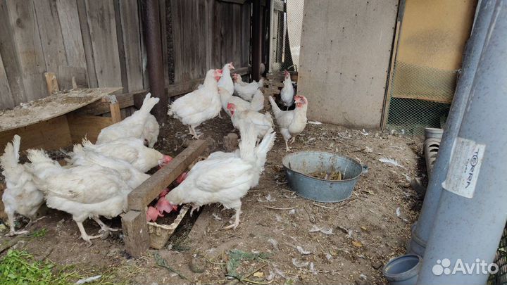 Куры несушки продам