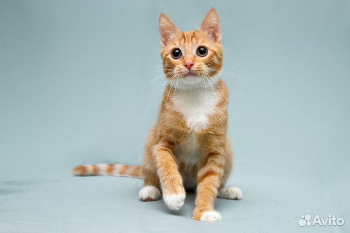 Котёнок-мальчик Абрикос, рыжий в белых носочках