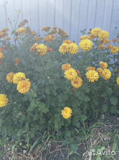 Хризантемы