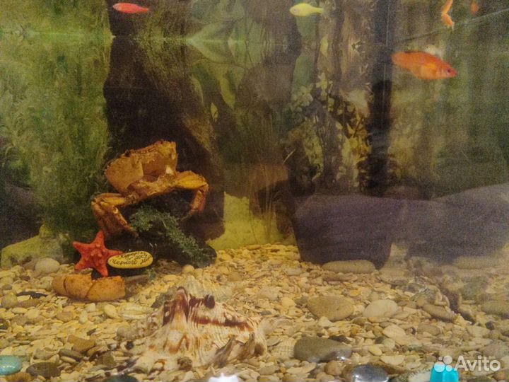 Аквариум