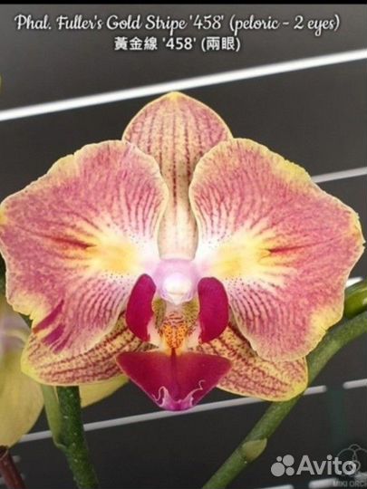Орхидея Fuller’s Gold Stripe ‘458’(peloric)