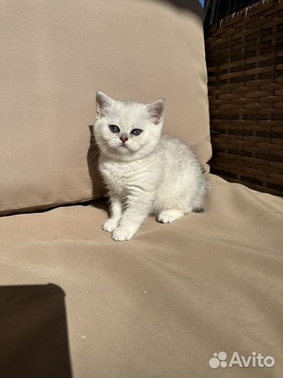 Шиншилловые котята