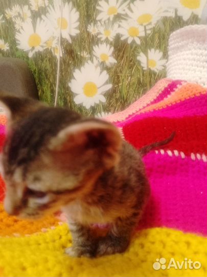 Отдам котят