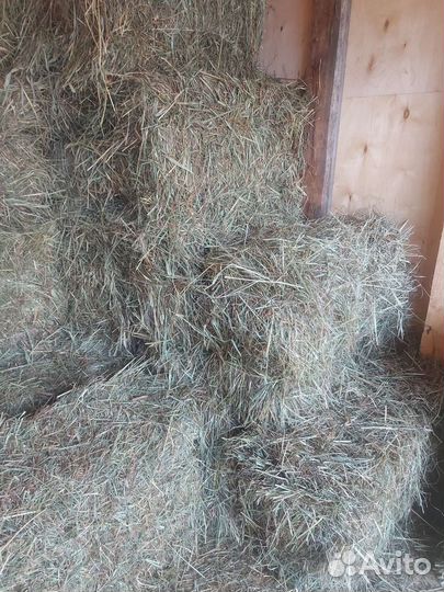 Продам сено в кипах 2023 года