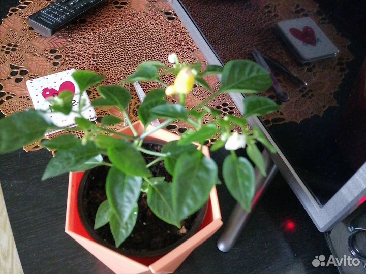 Перец острый