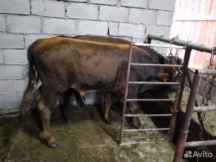 Бычки подсосные