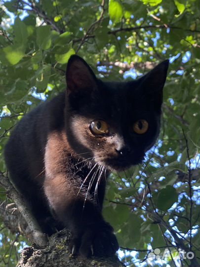 Шотланский котенок