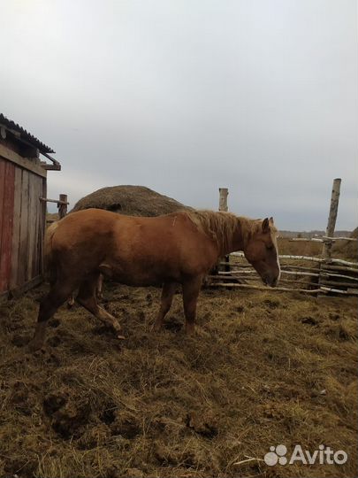 Кобыла 2.5 лет