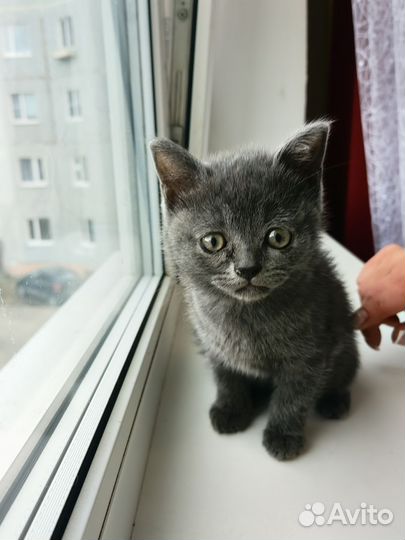 Шотландский котёнок