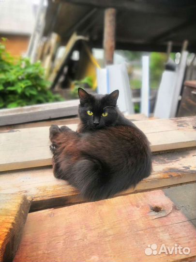 Кошка и котик в дар