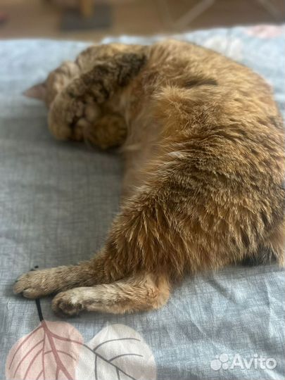 Кошечка брошенная