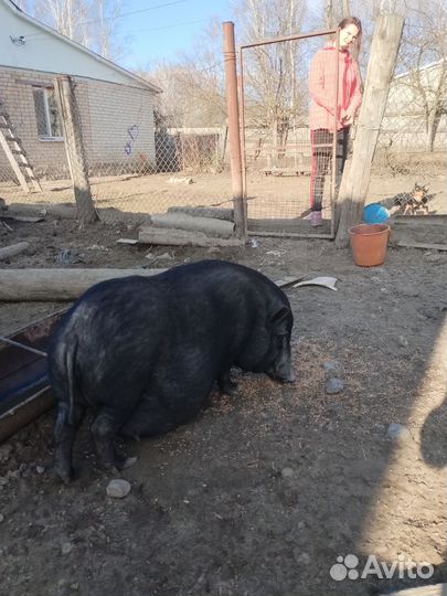 Вьетнамские поросятки