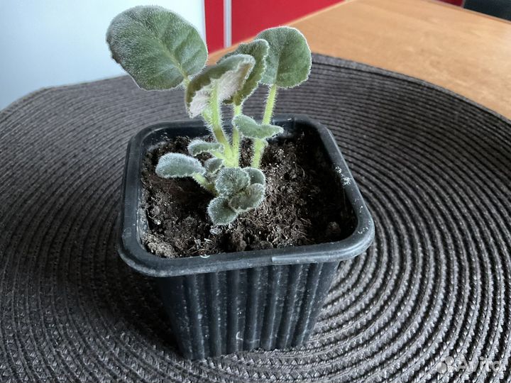 Герань пеларгония плющелистная, глоксиния