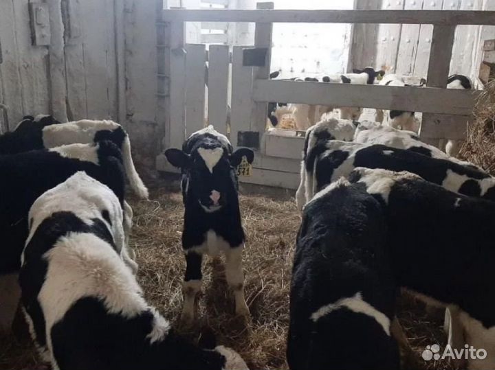 Телята бычки