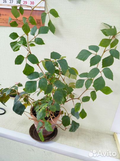 Комнатные цветы