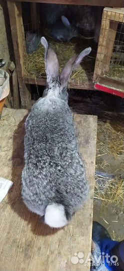 Кролики великаны, Фландр, Ризен