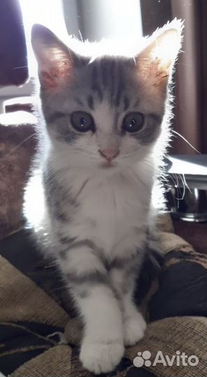 Отдам котят в хорошие руки