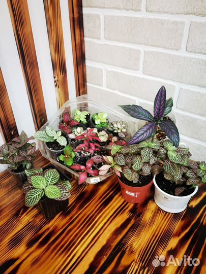 Фиттония филодендрон