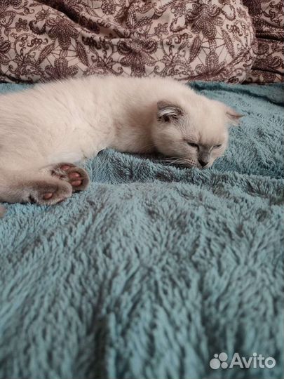 Продаются котята шоколадный поинт и блю поинт