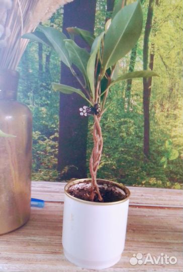 Фикус бенджамина Даниэль и Старлайт