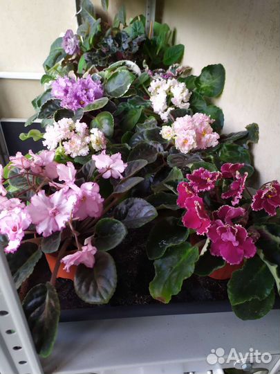 Фиалка узамбарская ле-Злато Скиффов