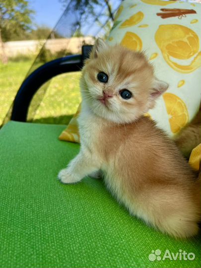 Британские золотые шиншиллы