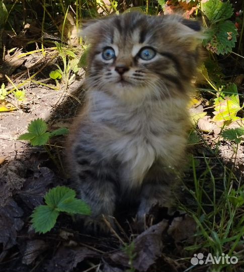 Отдам бесплатно котенка