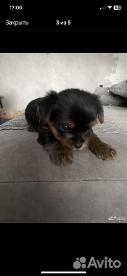 Йоркширский терьер мини щенки бейби фейс