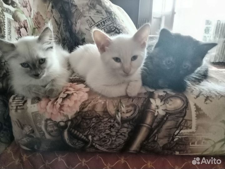 Кошка в дар бесплатно