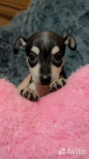 Продаю щенков Той терьер