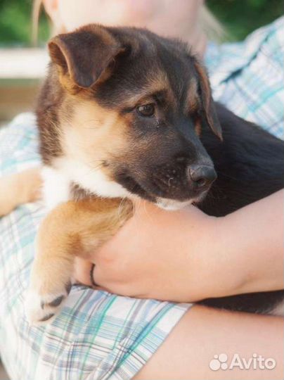 Щенок девочка 2мес в добрые руки
