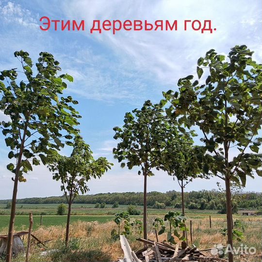 Самое Быстрорастущее Дерево Павловния Шан Тонг