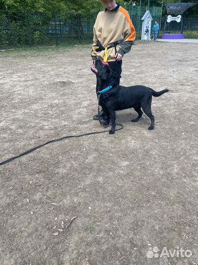 Кинолог, дрессировка