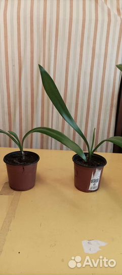 Гиппиаструм