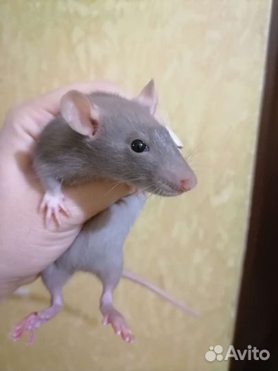 Крыса дамбо бесплатно