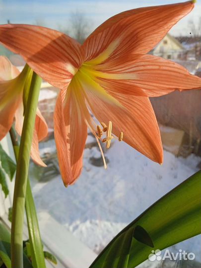 Гиппиаструм