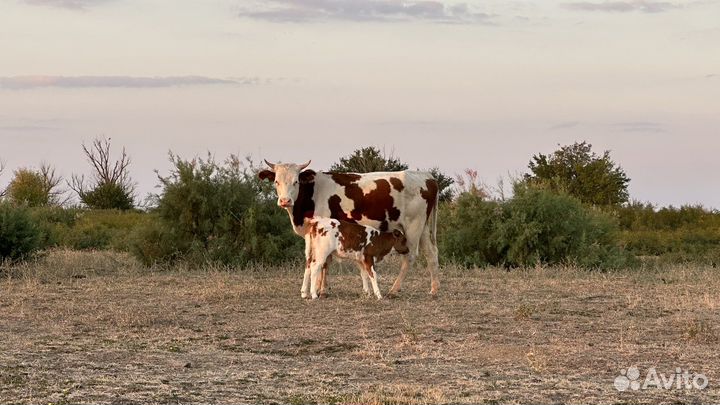 Коровы с телятами