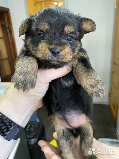 Йоркширский терьер щенки