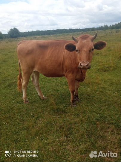 Продам Стельную Тёлку