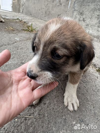 Щенок в добрые руки бесплатно