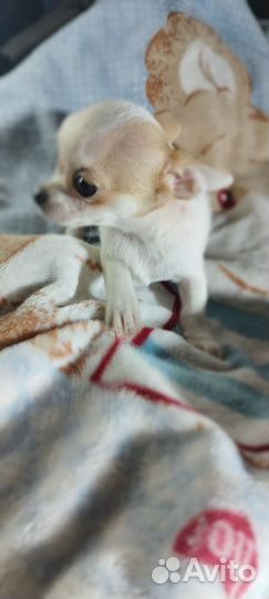 Щенки чихуахуа мини мальчики