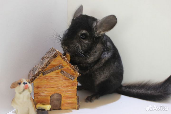 Шиншилла Темный мальчик