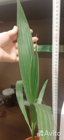 Пальма Вашингтония