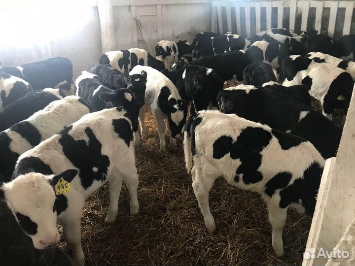 Телята, бычки