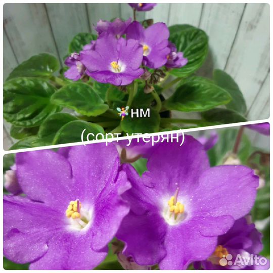 Сортовые фиалки